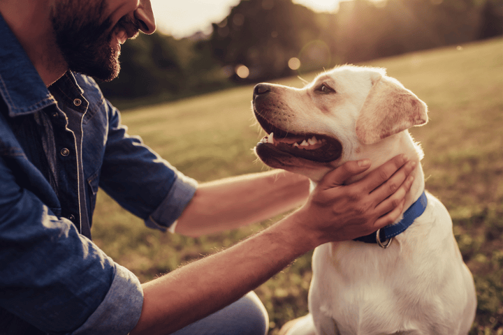 CBD For Dogs: Unleashing The Benefits